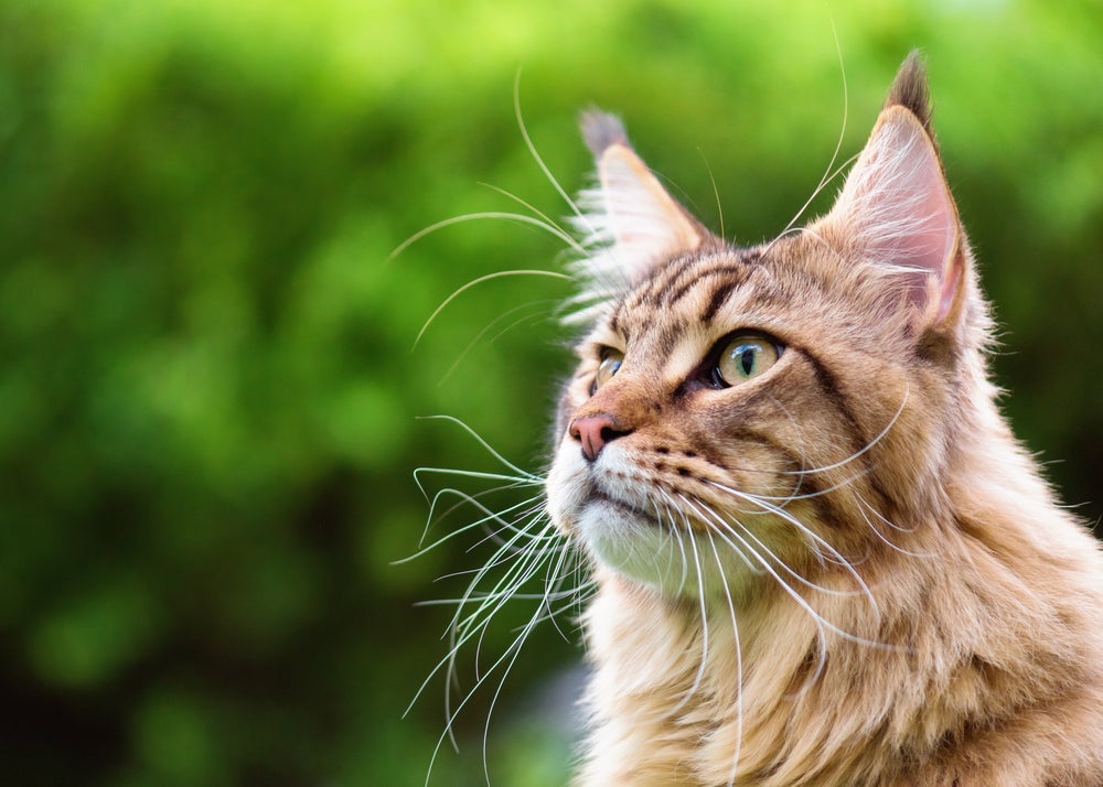 O movimento da orelha do gato faz parte da linguagem corporal felina.