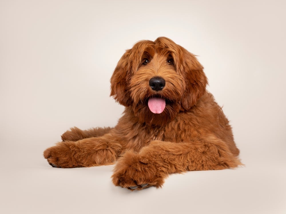 O Australian Cobberdogs tem facilidade para memorizar comandos