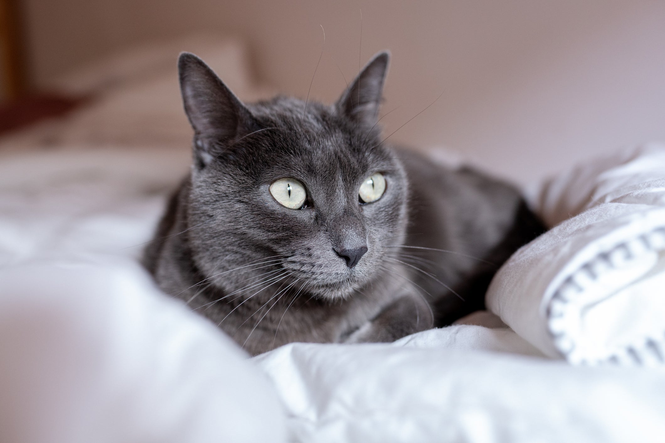 Azul Russo: gato da raça adora explorar e brincar, então o enriquecimento ambiental é super indicado