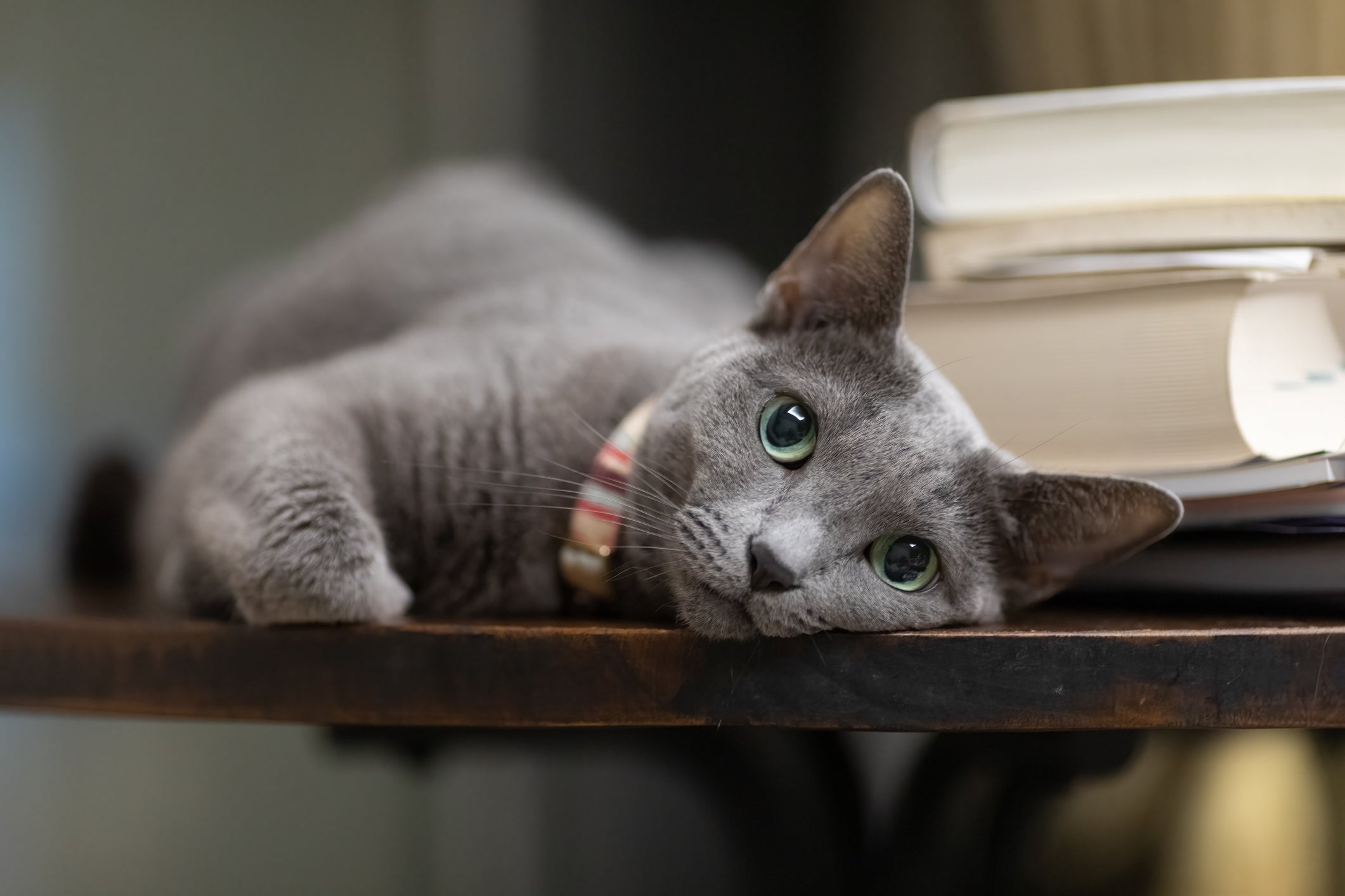 O Azul Russo é uma das raças de gato mais tranquilas que existem