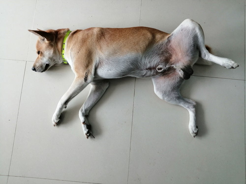 Balanopostite em cães pode fazer o animal lamber o pênis em excesso