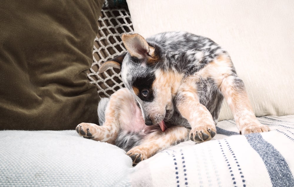 O cachorro com balanopostite vai lamber bastante a região na tentativa de aliviar o incômodo