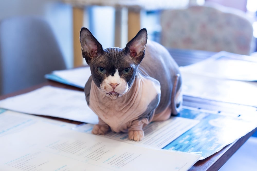 O Bambino é um gato sem pelo de patas curtas