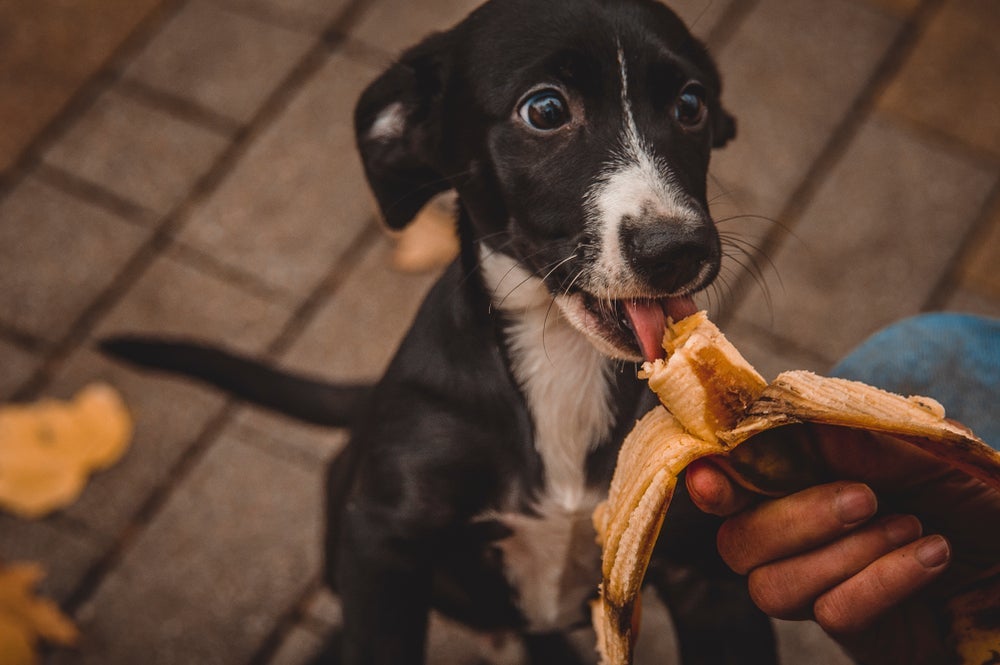 Banana verde, banana madura e banana muito madura podem ter muitos benefícios para os cães