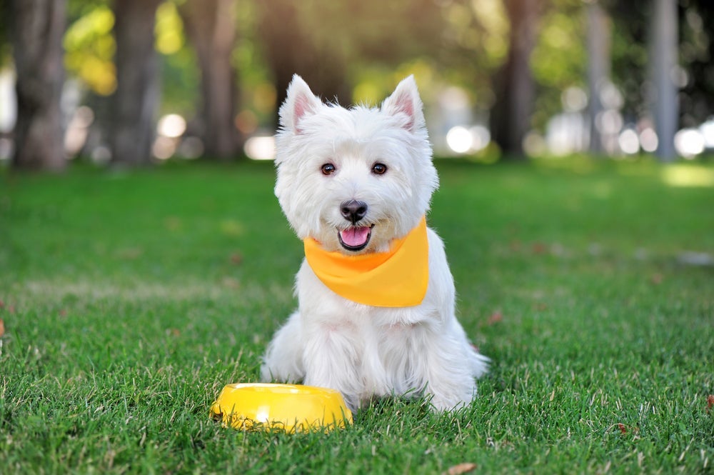 A bandana para cachorro pode ser mais simples ou super elaborada