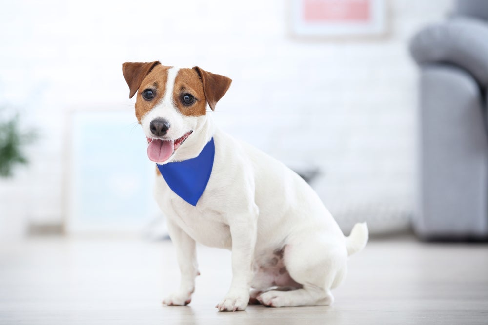 A bandana para cachorro personalizada pode ser encontrada em diversas cores, tecidos e estampas