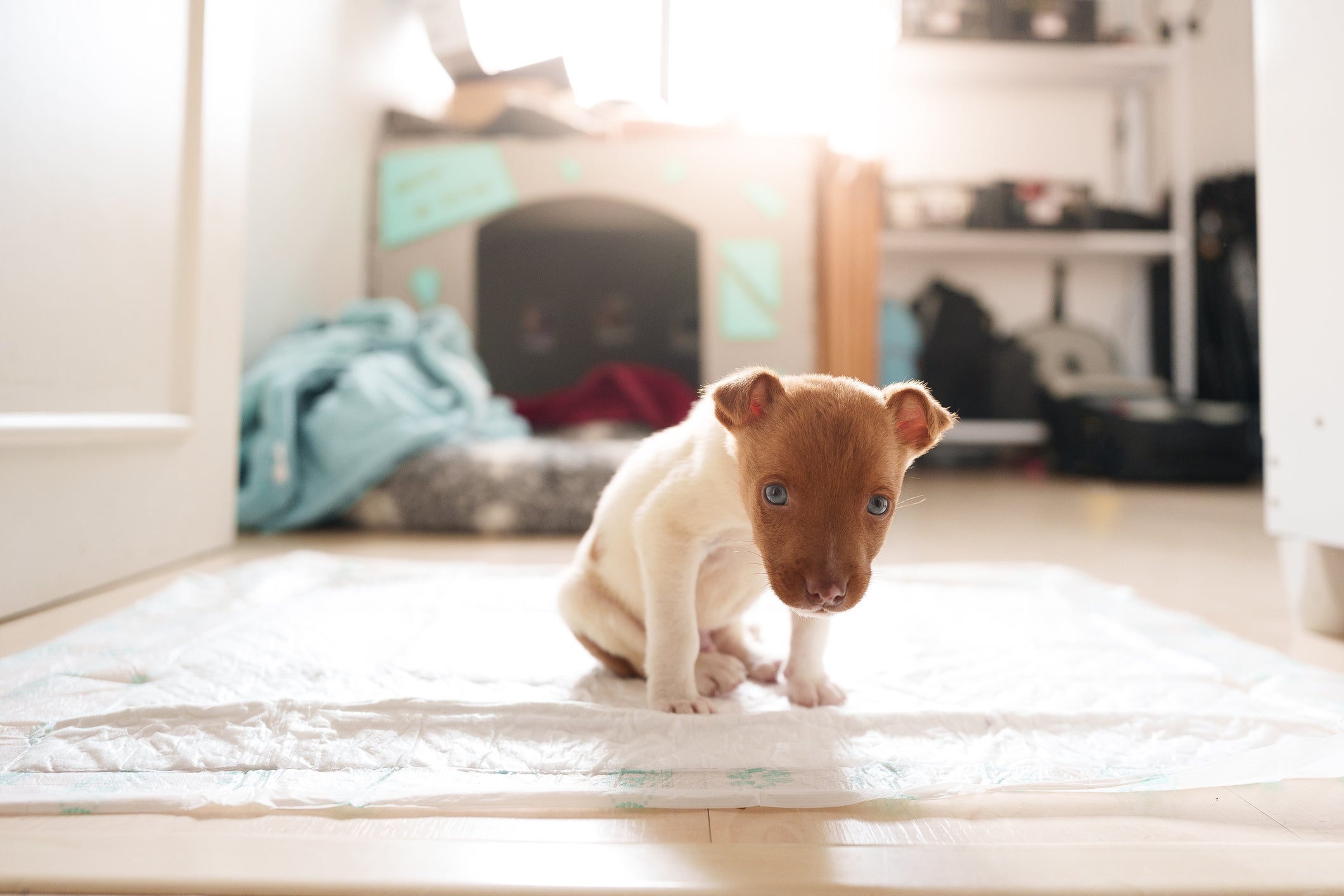 Coloque o tapete higiênico de cachorro (ou jornal) em uma área com privacidade e sem barulhos