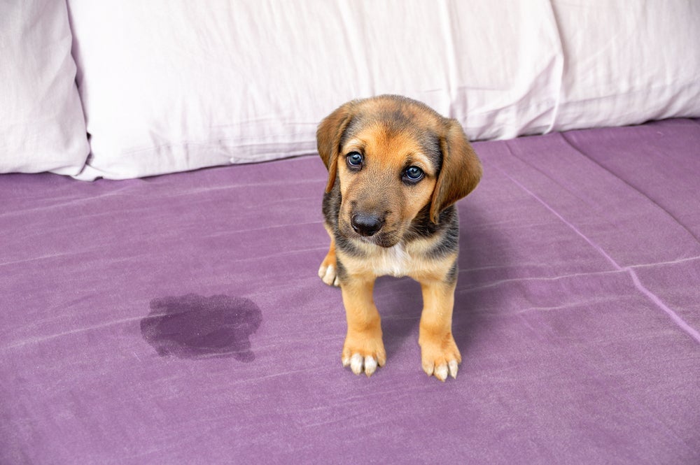 O banheiro de cachorro é fundamental para evitar o xixi fora do lugar