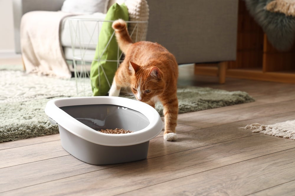 O banheiro de gato deve ser apresentado como um ambiente higiênico e agradável