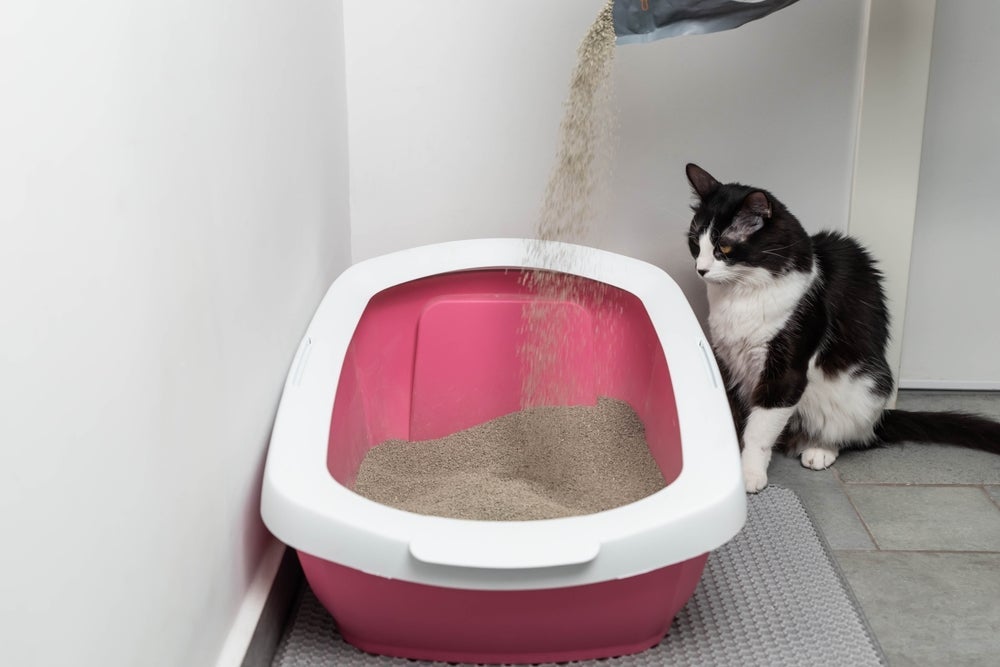 A caixa de areia para gatos deve ser preenchida com uma areia confortável para as patas do pet