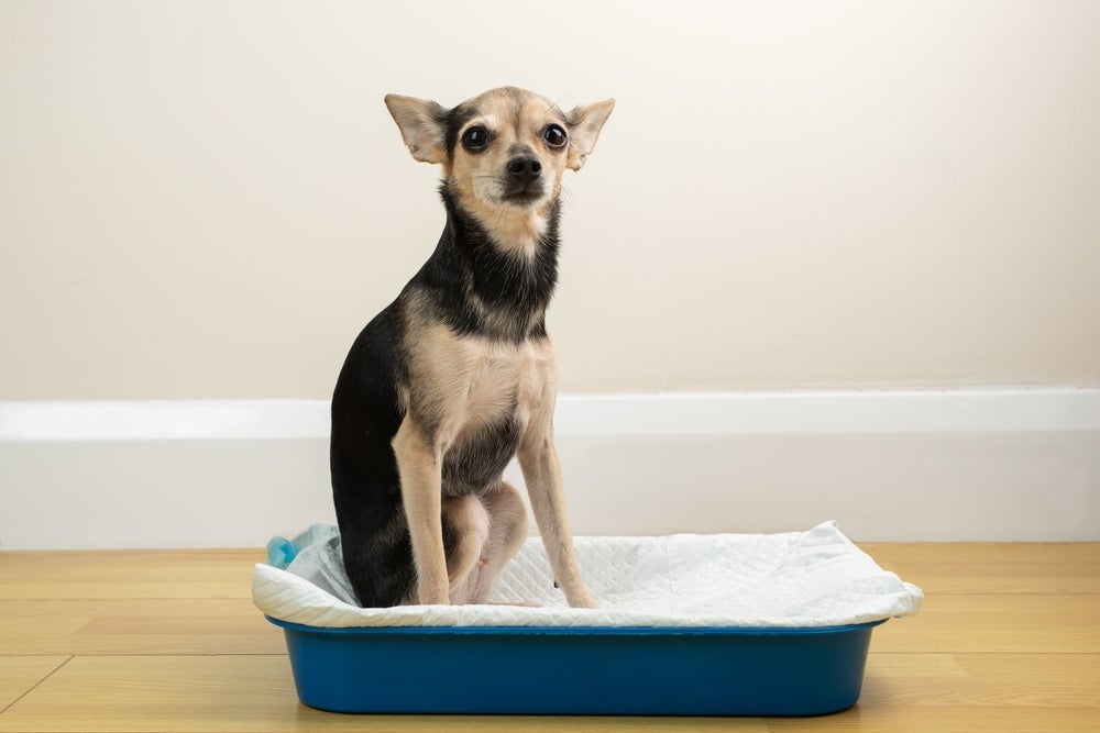 O banheiro inteligente para cachorro é eficiente para todo tipo de necessidade fisiológica do cãozinho