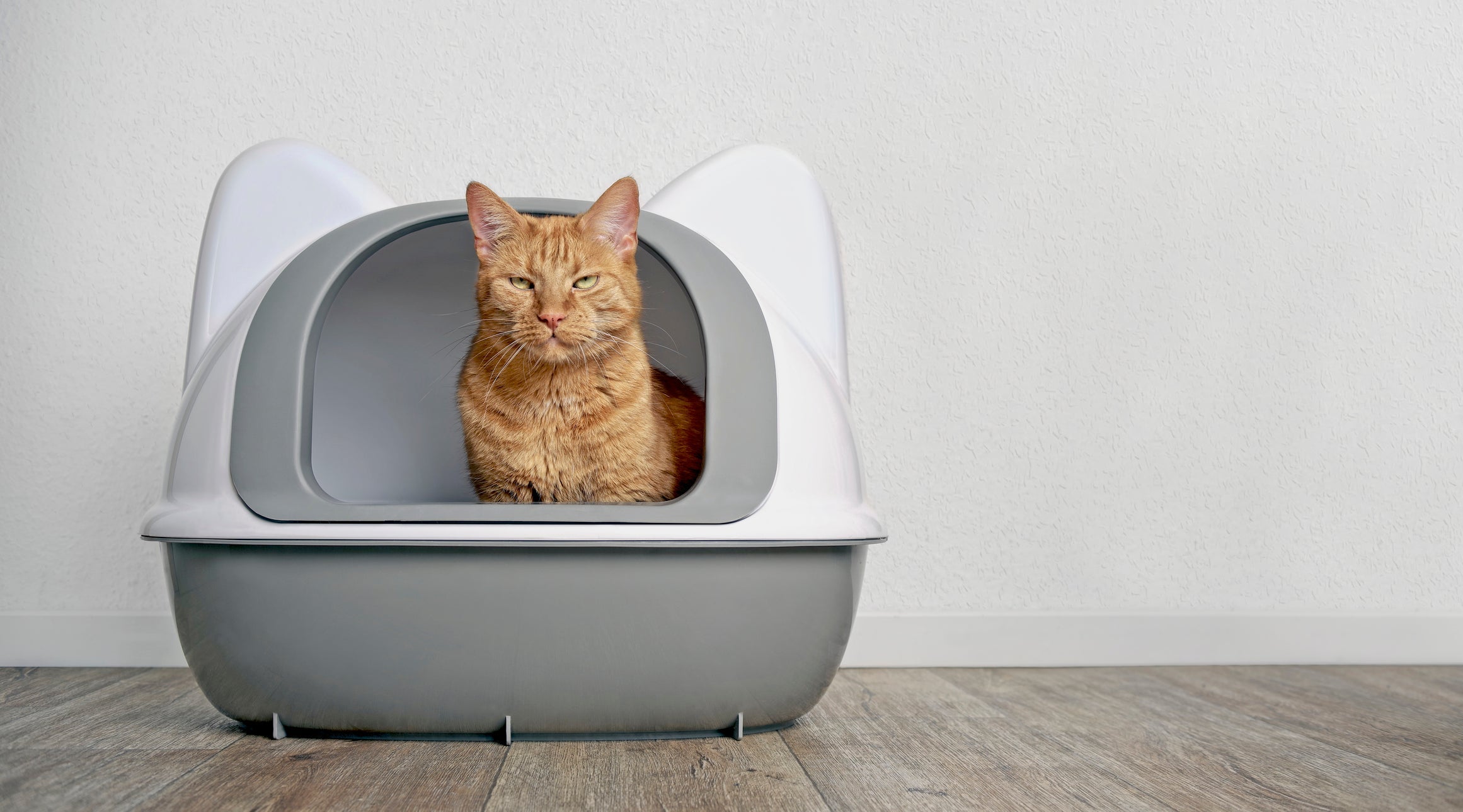 Banheiro para gatos: ambientes sujos e barulhentos podem deixar o felino desconfortável