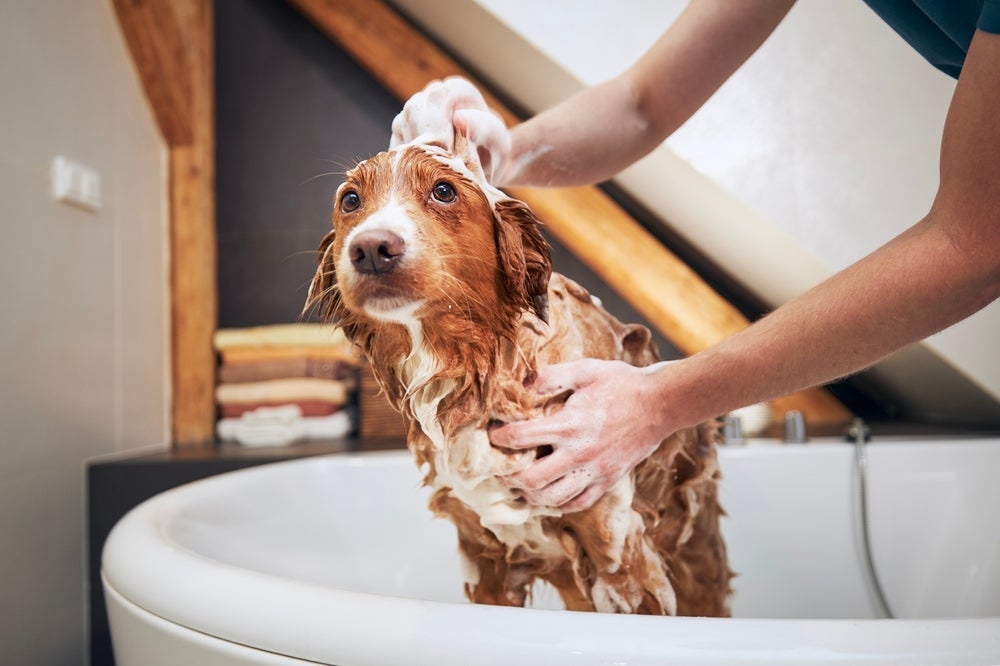Banho de cachorro pode ser feito em casa ou no pet shop