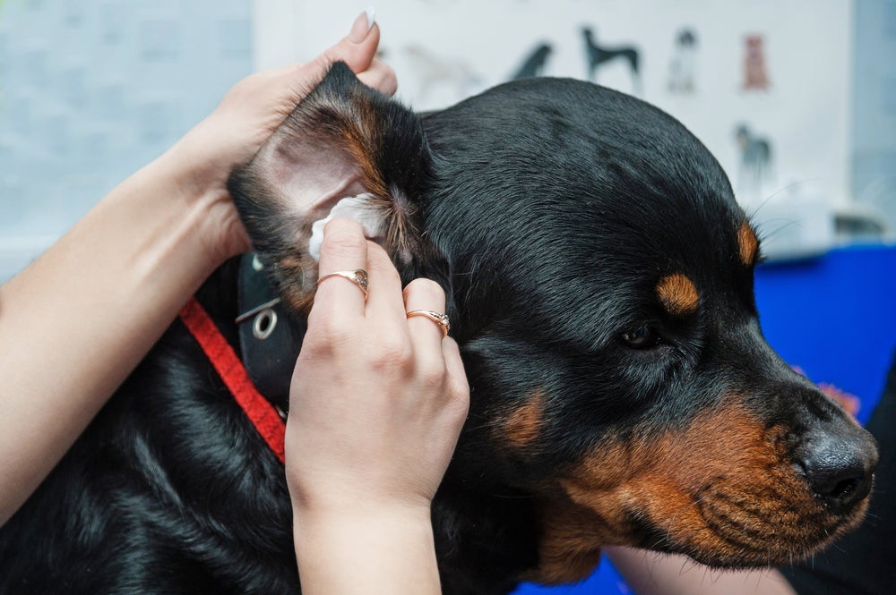 Algodão no ouvido do cachorro evita a entrada de água no canal auditivo