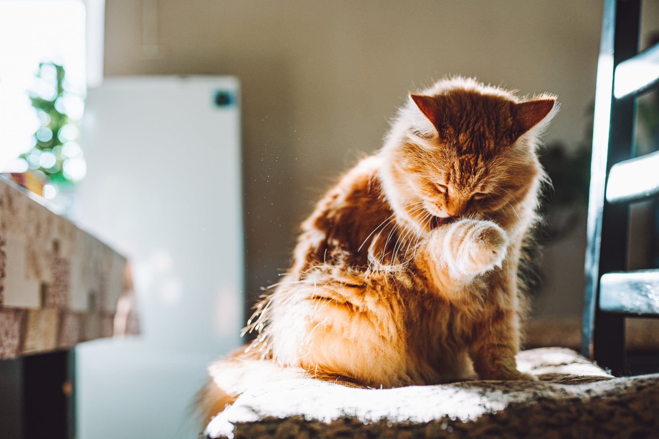 Banho de gato: os bichanos usam a língua para realizarem a autolimpeza