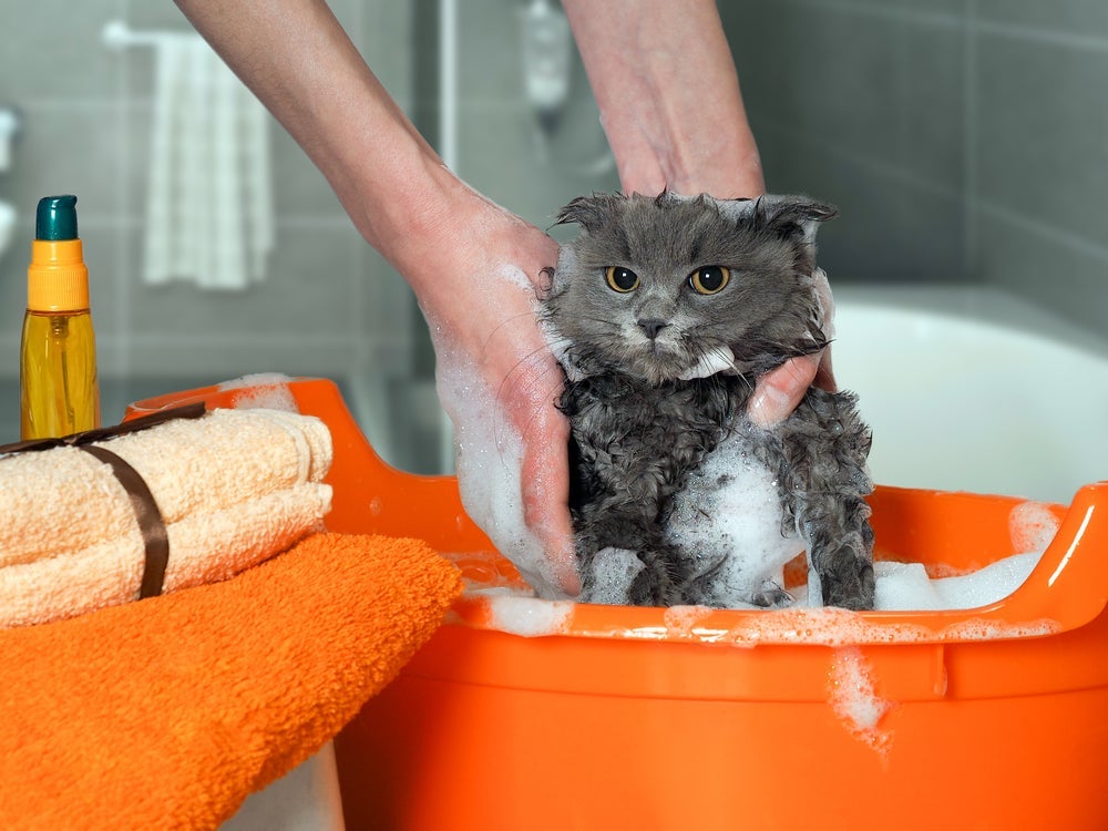 Como dar banho em gato filhote: primeiro passo é ter todas as vacinas em dia.