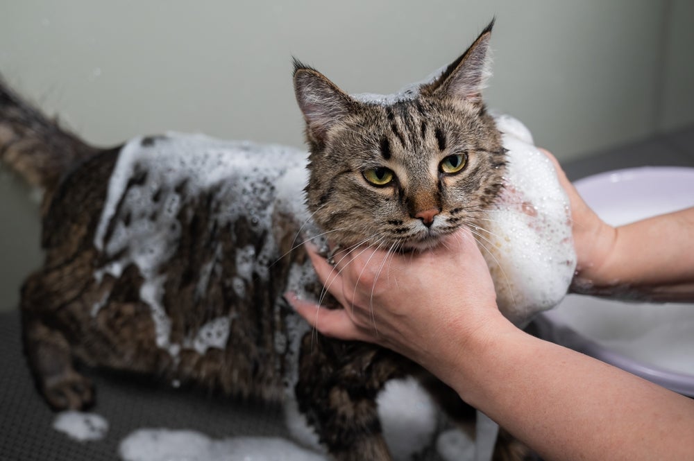 O banho em gato não deve ser dado com muita frequência. A autolimpeza dos felinos já é suficiente para a higiene animal