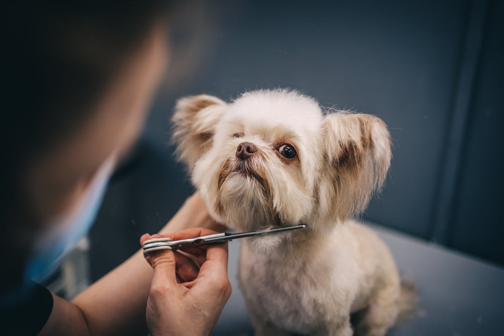 A tosa de cachorro deve ser realizada por profissionais