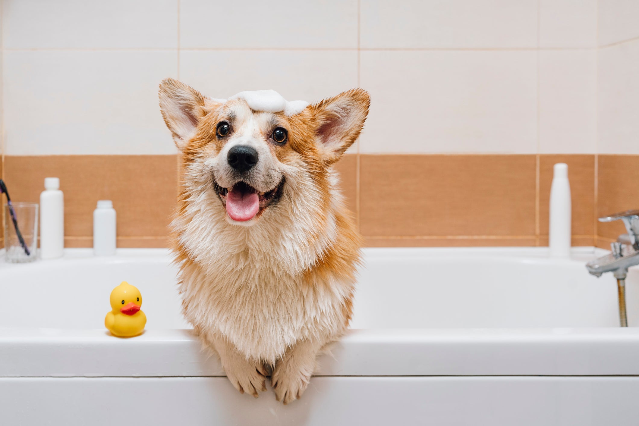 Durante o banho, cachorro fica mais à vontade se houve um reforço positivo, como brinquedos