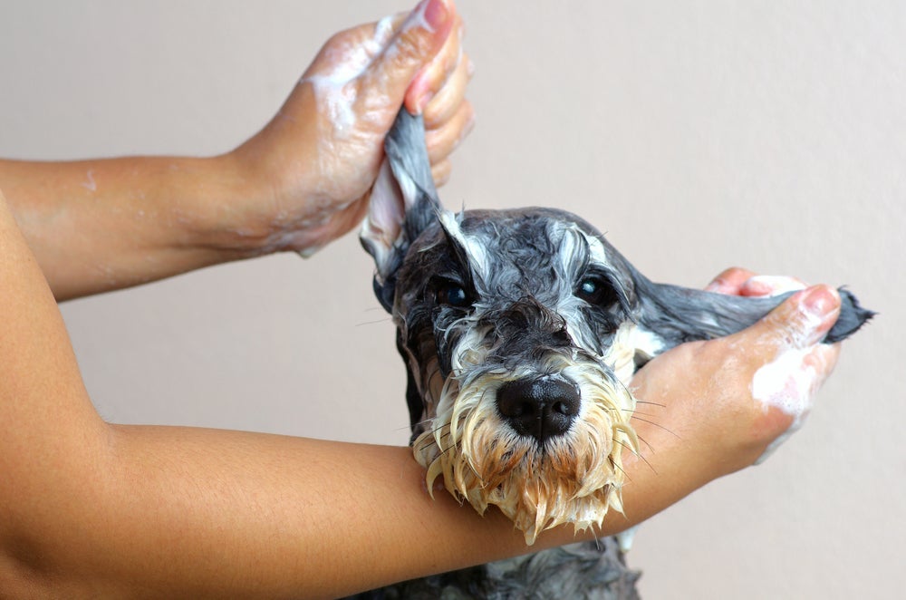 O banho em cachorro pode ser feito em casa (mais econômico) ou no petshop. Algumas raças precisam de tosas específicas com regularidade.