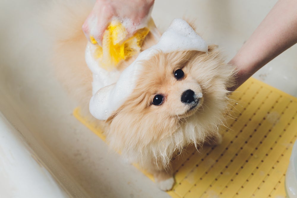 É importante escolher o shampoo de cachorro ideal para o banho