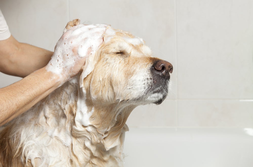Aplique o shampoo no cachorro em toda a extensão do corpo, massageando bem