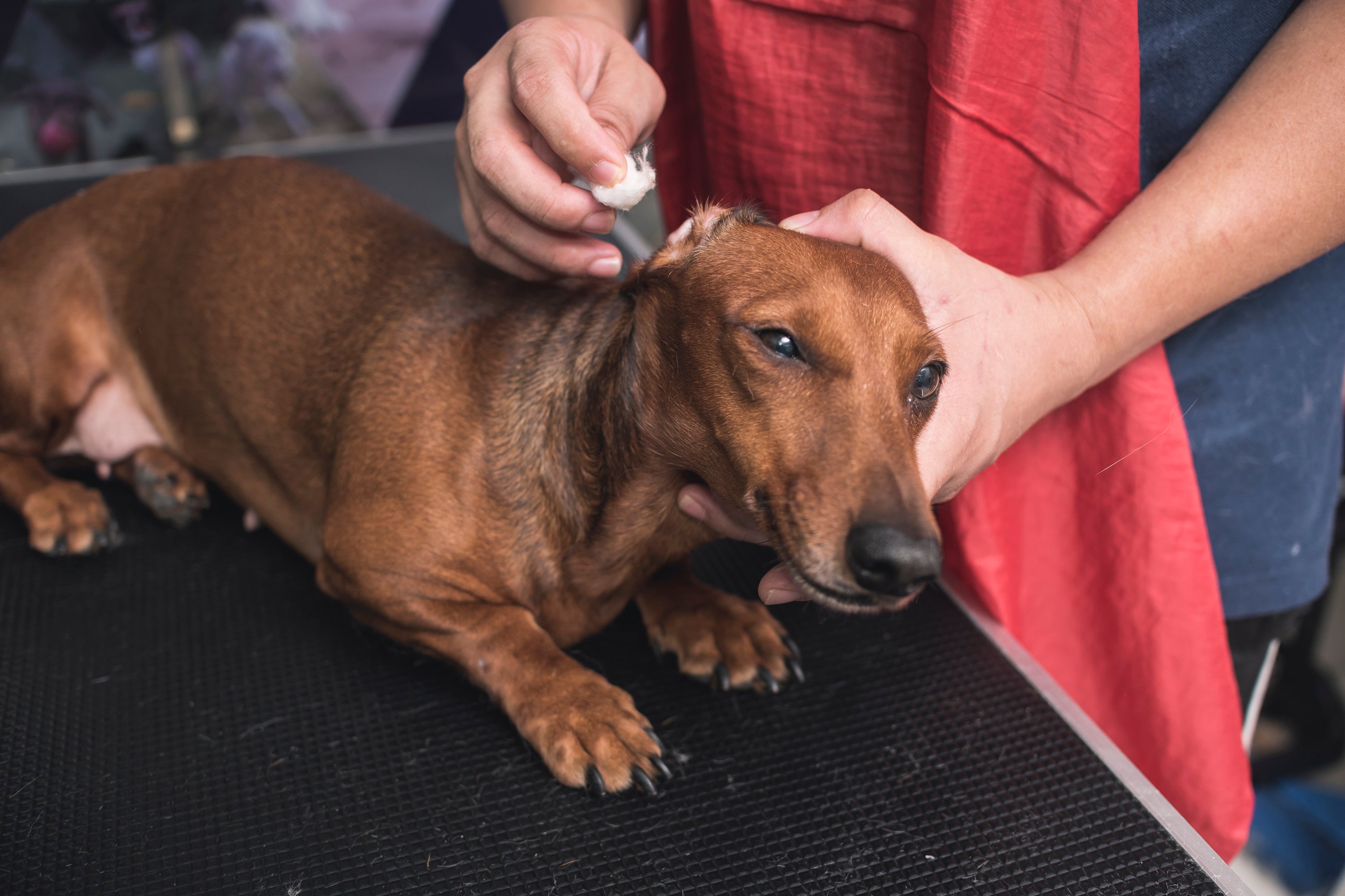 Infecção de ouvido: cachorro pode desenvolver otite por conta da umidade no ouvido