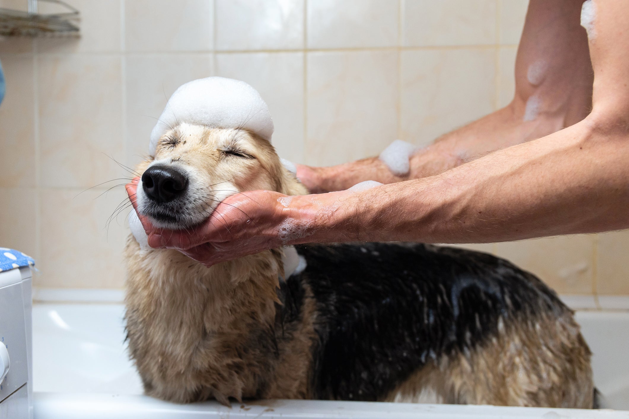 Dar banho em cachorro em casa é uma ótima tática para economizar