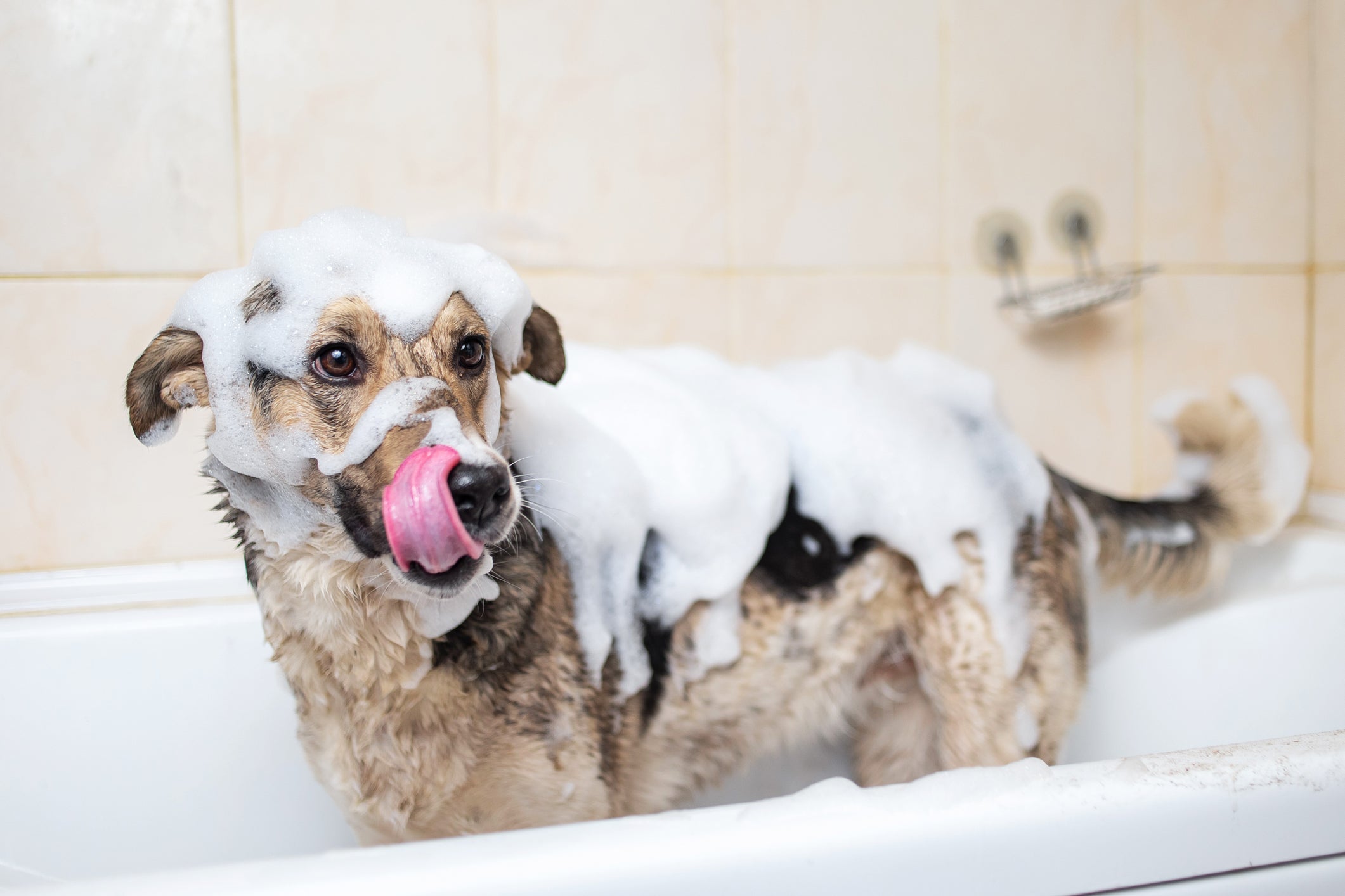 Dar banho em cachorro em casa exige paciência e cuidados simples para garantir o bem-estar do pet