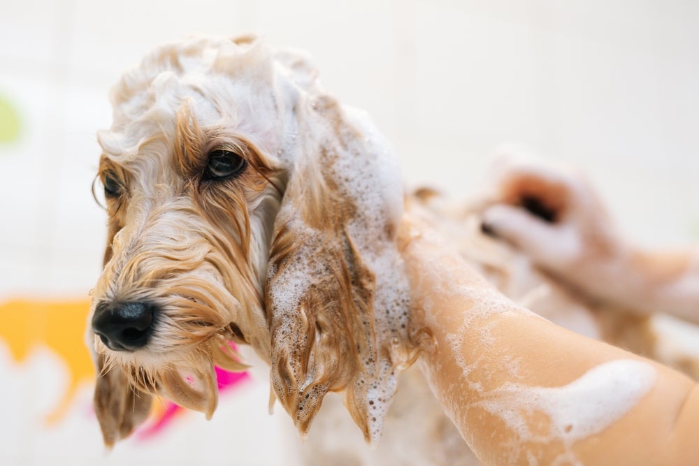 O banho em cachorro deve ser dado uma ou duas vezes por mês