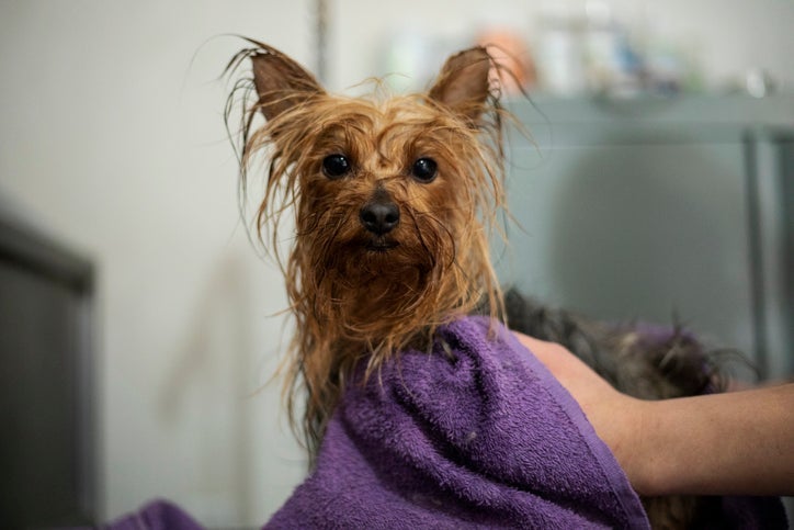 Depois do banho no cachorro, lembre-se de secar bem o seu filhote