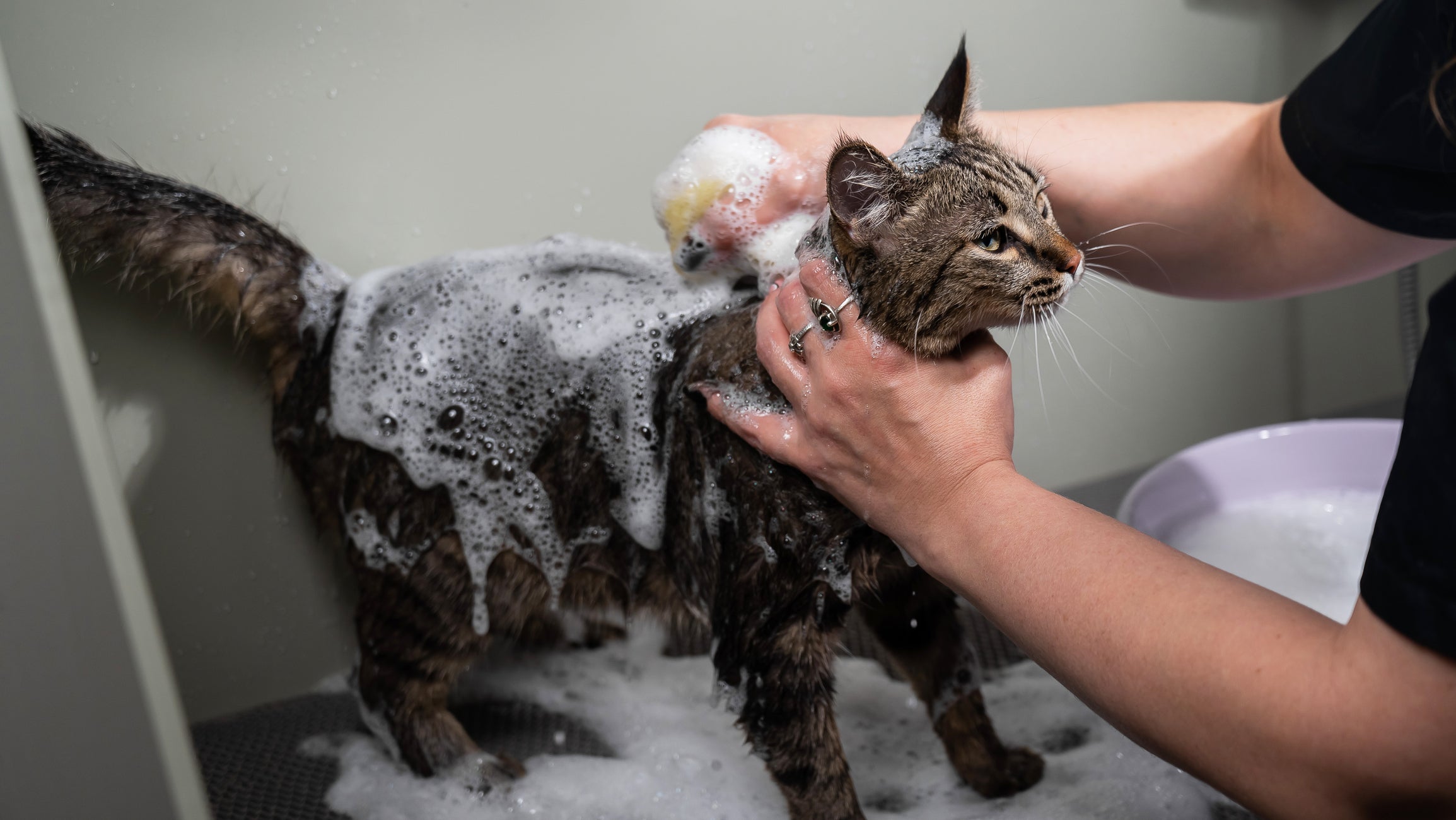 Sarna em gatos: banho com produtos antiparasitários é recomendado para tratar a doença