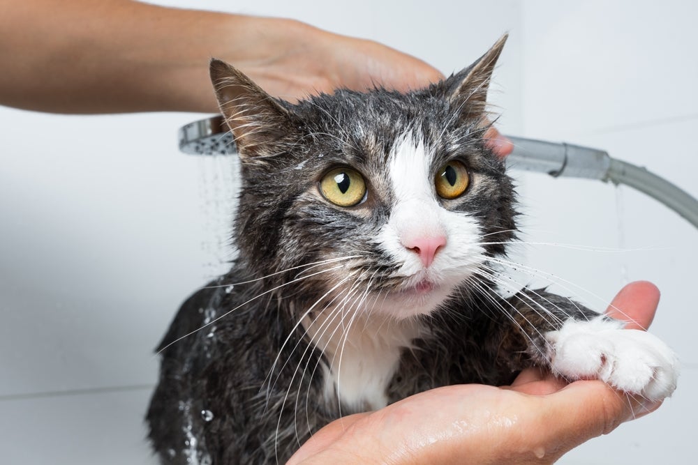 O banho em gato pode ser muito estressante