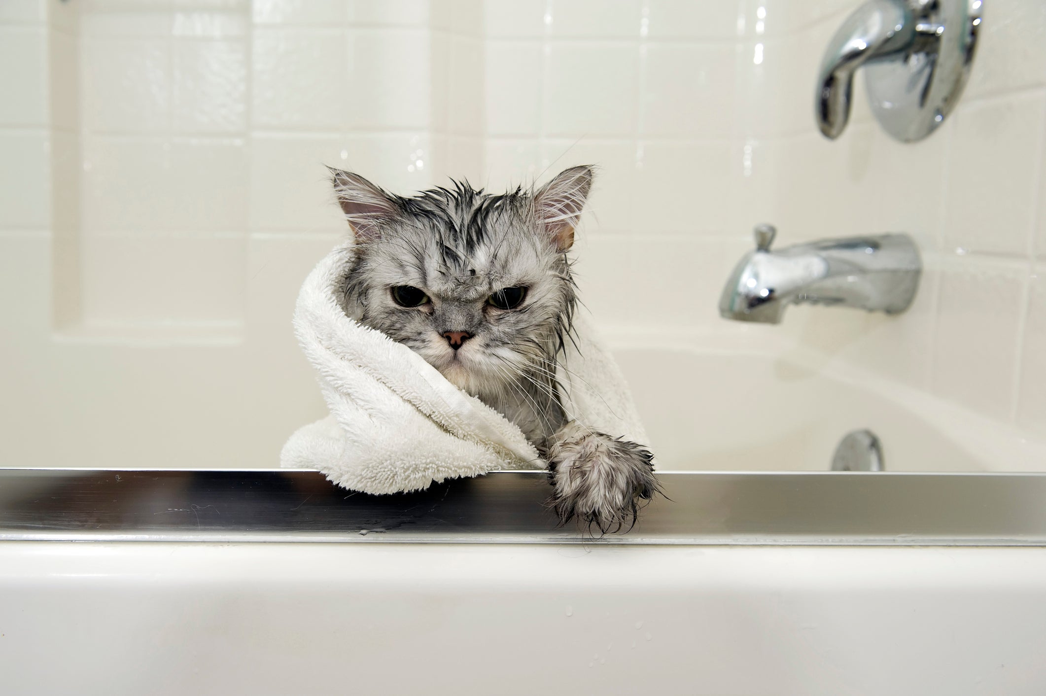 O banho para gatos é muito estressante