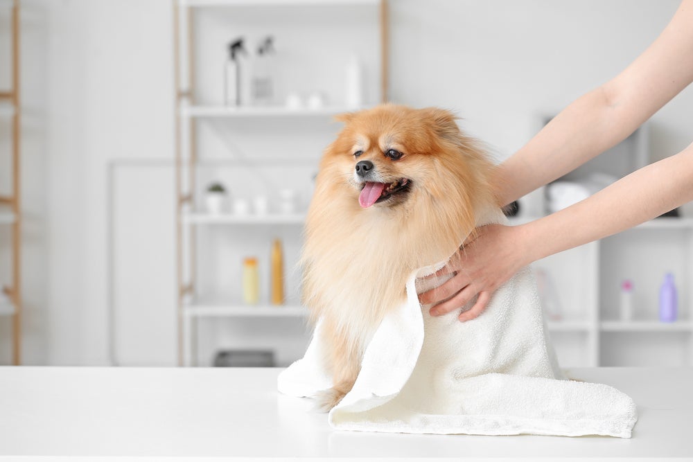 O banho seco para cachorro não pode substituir completamente o banho tradicional do cão.
