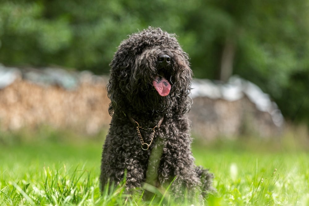 O cachorro Barbet é uma das raças que deram origem ao Poodle