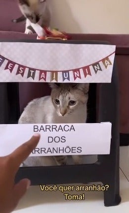 ‘Barraca do arranhão’ imita a atração da barraca do beijo na versão gatos (Créditos: Instagram/ @gatosdobaralho)