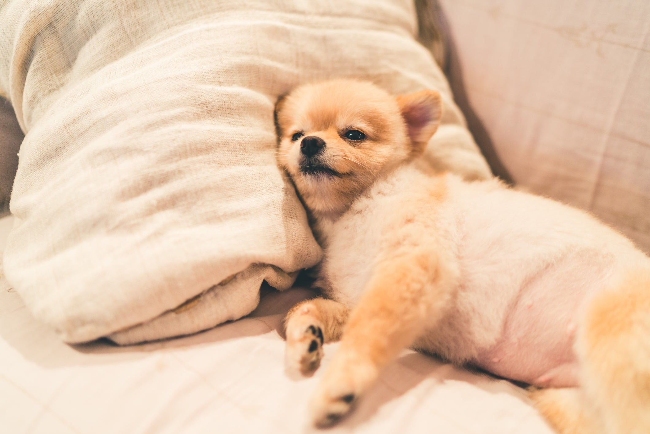 O filhote de cachorro dorme muito e pode bocejar várias vezes ao longo do dia