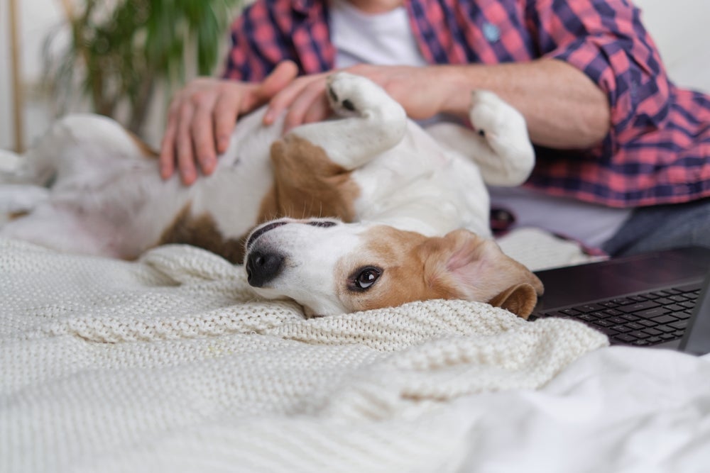 Se além do barulho na barriga do cachorro houver outros sintomas, como febre e diarreia, é preciso ir ao veterinário