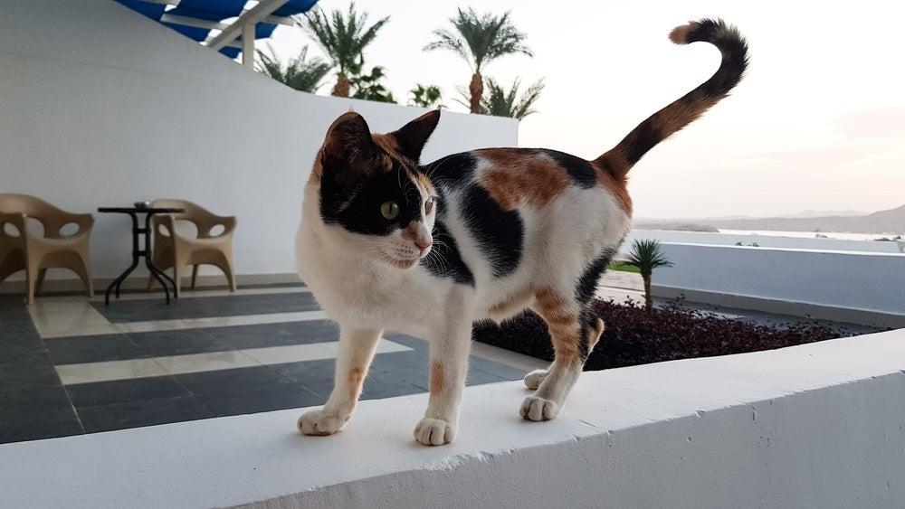 A bolsa primordial em gatos é mais aparente quando o animal se movimenta e é magro