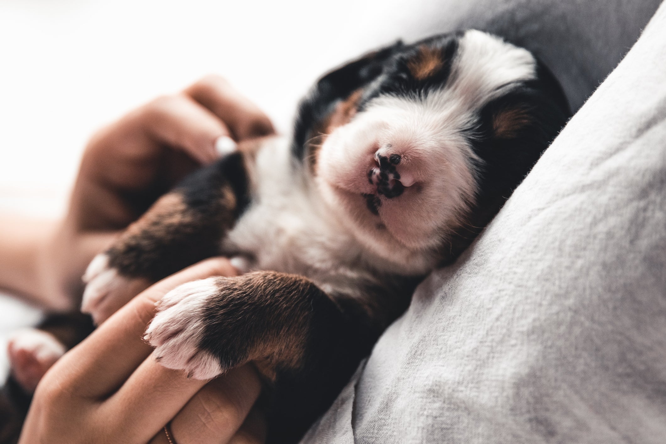 Aqui, o filhote está deitado de barriga para cima, ou seja: está na posição internacional do carinho em cachorro