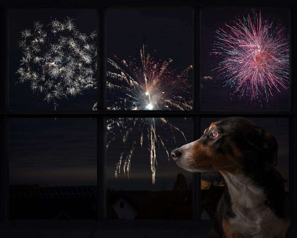 Som que cachorro não gosta: fogos de artifício são assustadores para a maioria dos doguinhos
