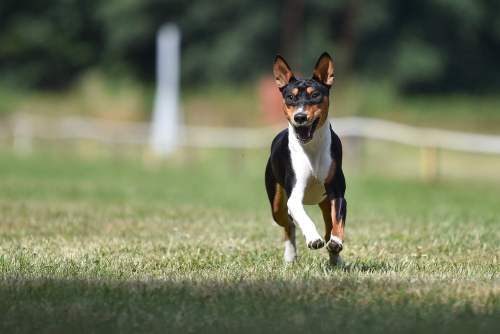 O Basenji é um cachorro atlético, o que previne surgimento de doenças 