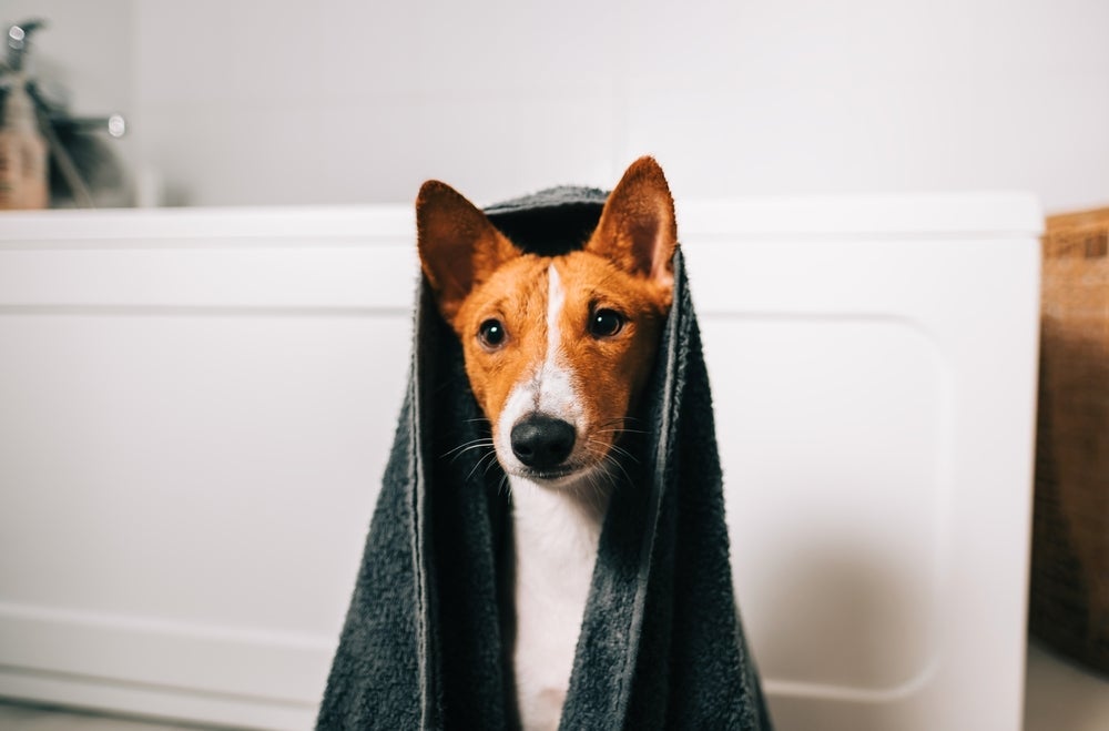 O comportamento do Basenji é comparado com o de um gato