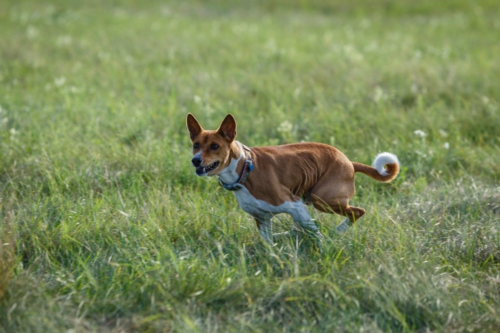 O Basenji é uma raça de cachorro independente e distraída