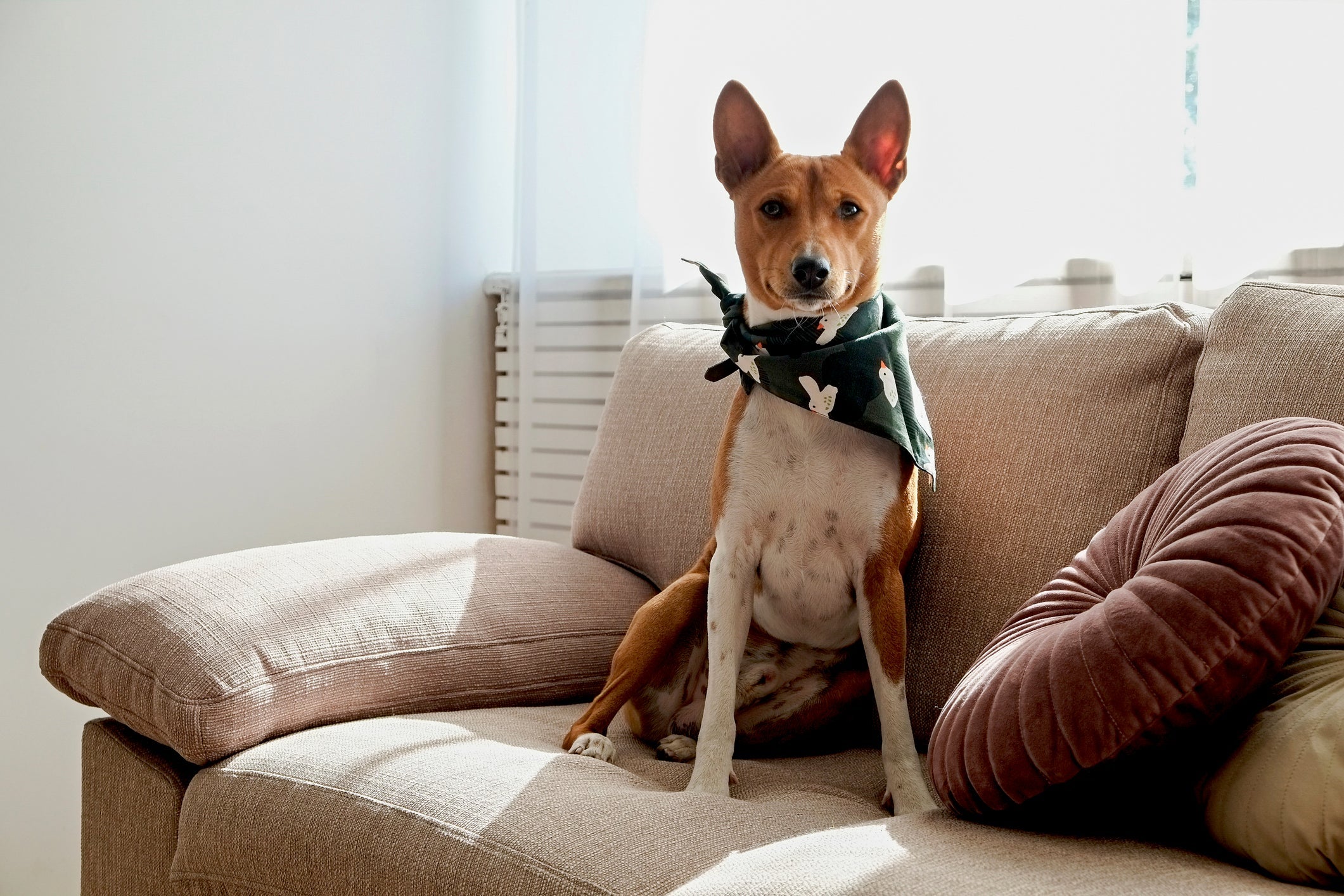 O Basenji é um cachorro que não late devido a uma questão anatômica da raça