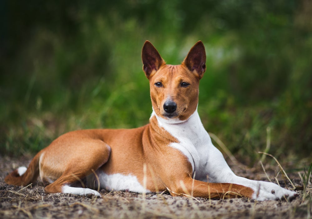 O cão Basenji também é capaz de dizer o que sente e quer com a linguagem corporal