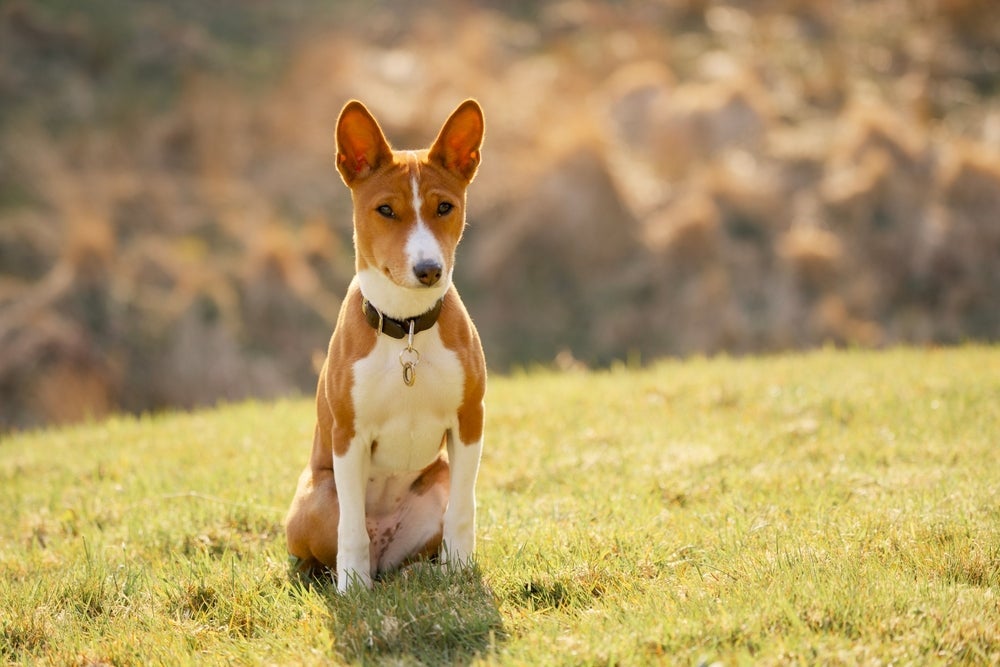 Basenji é conhecido por ser uma raça de cachorro que não sabe latir
