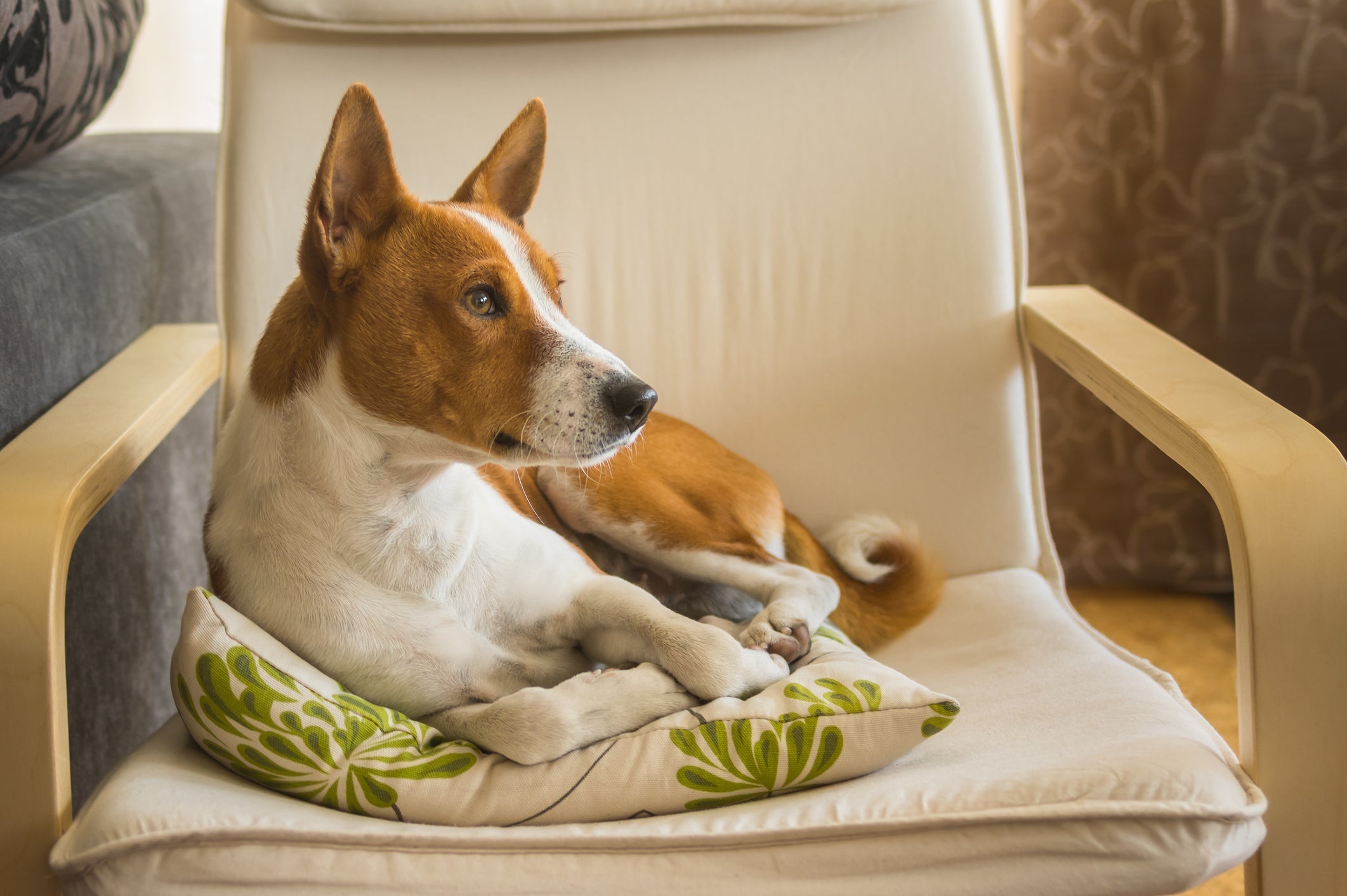 O Basenji é uma das raças de cachorro mais curiosas