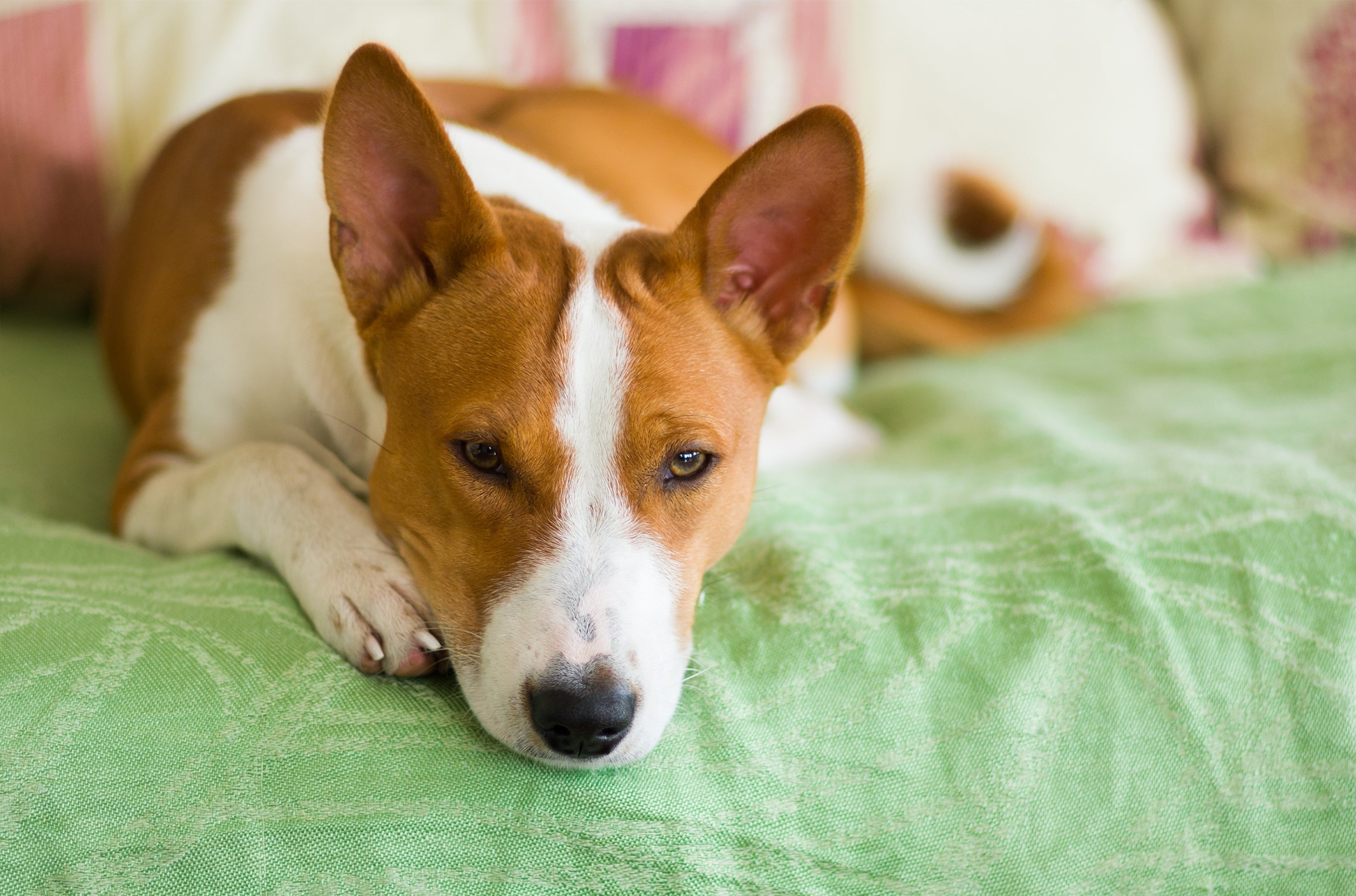 Uma das raças de cachorro que se adapta bem sozinho é o Basenji
